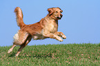 running Golden Retriever