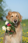Golden Retriever Portrait