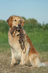 sitting Golden Retriever