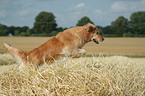 jumping Golden Retriever
