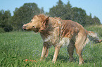 shaking Golden Retriever