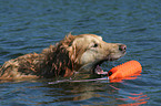 swimming Golden Retriever