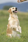 Golden Retriever on meadow