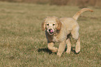 Golden Retriever puppy
