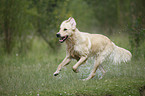 male Golden Retriever