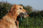 Golden Retriever Portrait