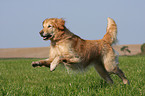 running Golden Retriever
