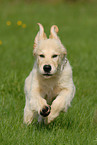 running Golden Retriever puppy