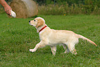 Golden Retriever puppy
