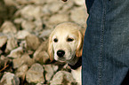 Golden Retriever puppy portrait