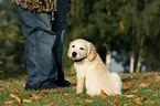 sitting Golden Retriever puppy