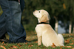 sitting Golden Retriever puppy