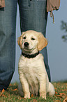 sitting Golden Retriever puppy