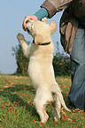 Golden Retriever puppy
