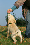 Golden Retriever puppy