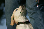 Golden Retriever puppy portrait