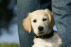 Golden Retriever puppy portrait