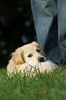 lying Golden Retriever puppy