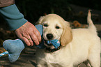 playing Golden Retriever puppy