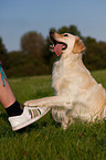 Golden Retriever gives paw