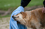 drying a Golden Retriever