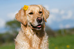 Golden Retriever Portrait