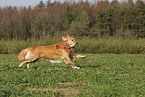 playing Golden Retriever
