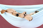 Golden Retriever Puppy