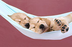 Golden Retriever Puppies