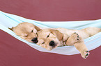 Golden Retriever Puppies