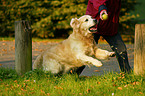 playing Golden Retriever