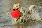playing Golden Retriever