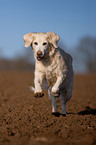 running Golden Retriever