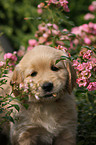 Golden Retriever puppy