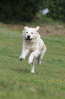 running Golden Retriever