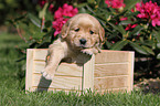 Golden Retriever Puppy