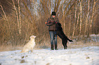2 dogs