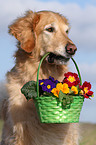 Golden Retriever retrieves flowers