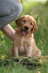 Golden Retriever Puppy
