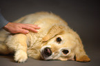 lying Golden Retriever