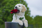 Golden Retriever Puppy