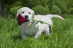 Golden Retriever Puppy