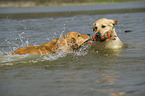 playing Golden Retriever