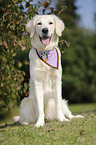 sitting Golden Retriever