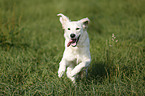 running Golden Retriever