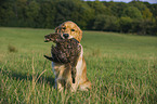 retrieving Golden Retriever