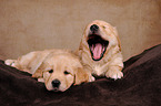 2 Golden Retriever Puppies