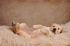 Golden Retriever Puppy