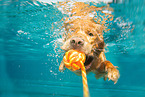 swimming Golden Retriever