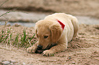 Golden Retriever Puppy